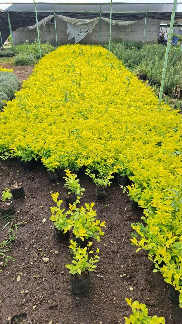 Duranta Cuba