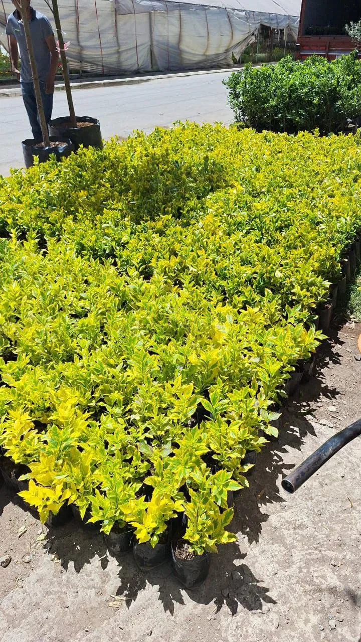 Lote de Duranta Golden - Altura 25cm · Maceta de 6" · 50 tallos