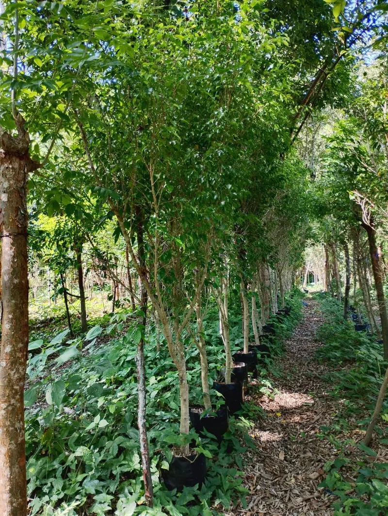 Ficus - Altura 3m · Tronco 1.5in