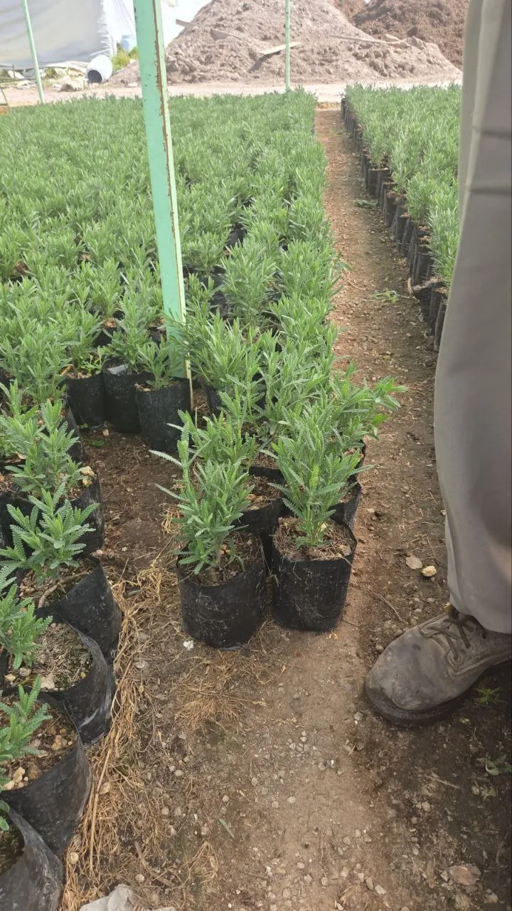 Lote de Lavanda - Altura 20cm · Maceta 6L · 100 tallos