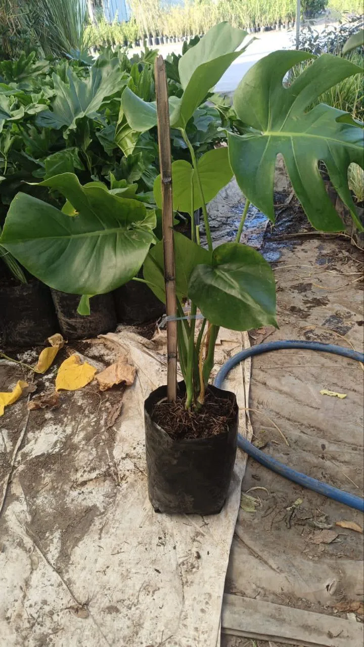 Monstera - Bolsa 7L