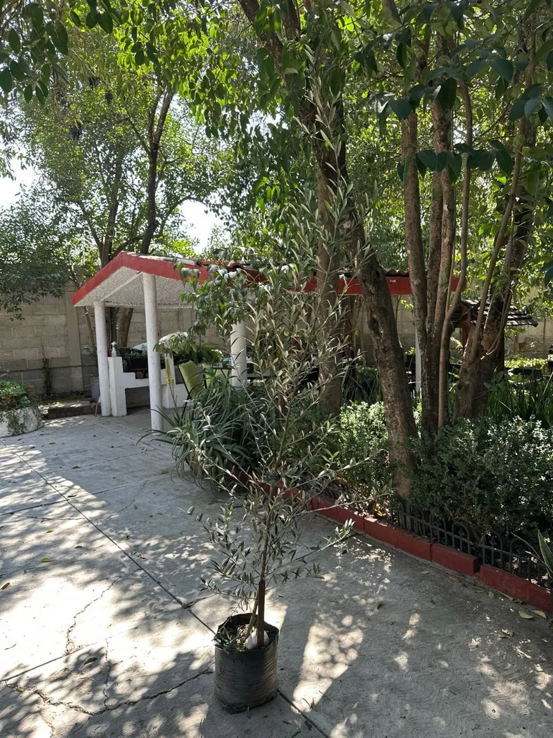 Olivo Europeo de 1.5 metros en maceta de 20 litros