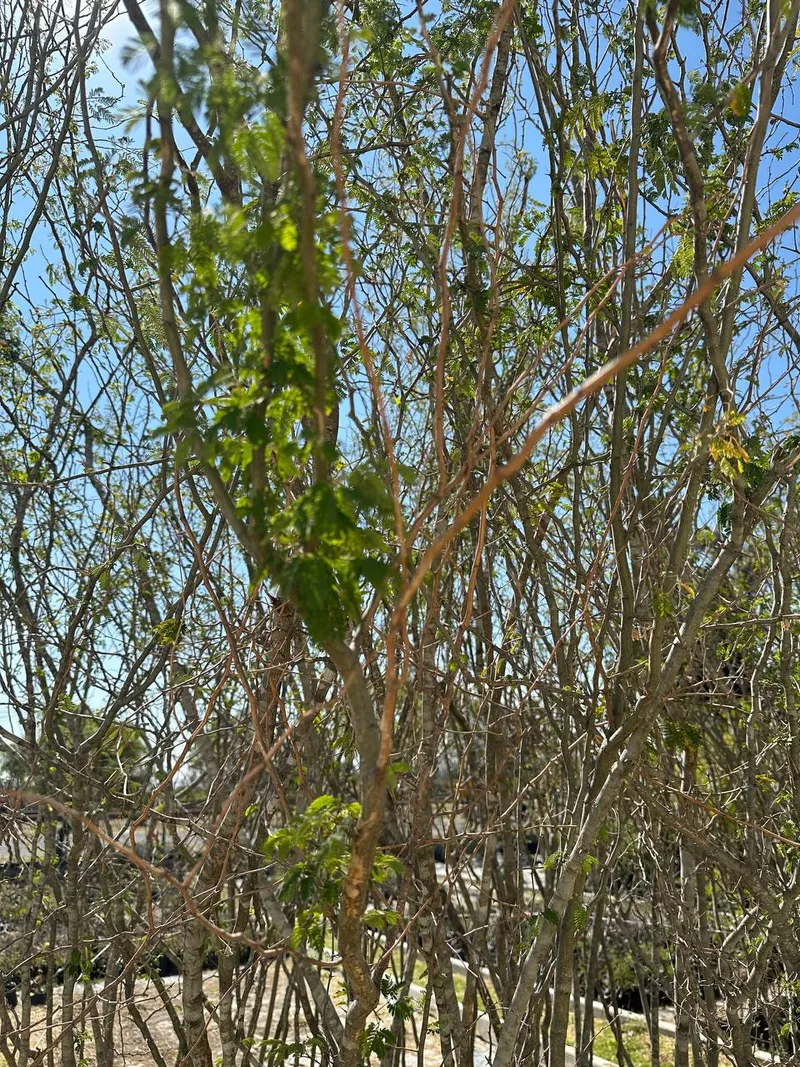 Palo Tenaza