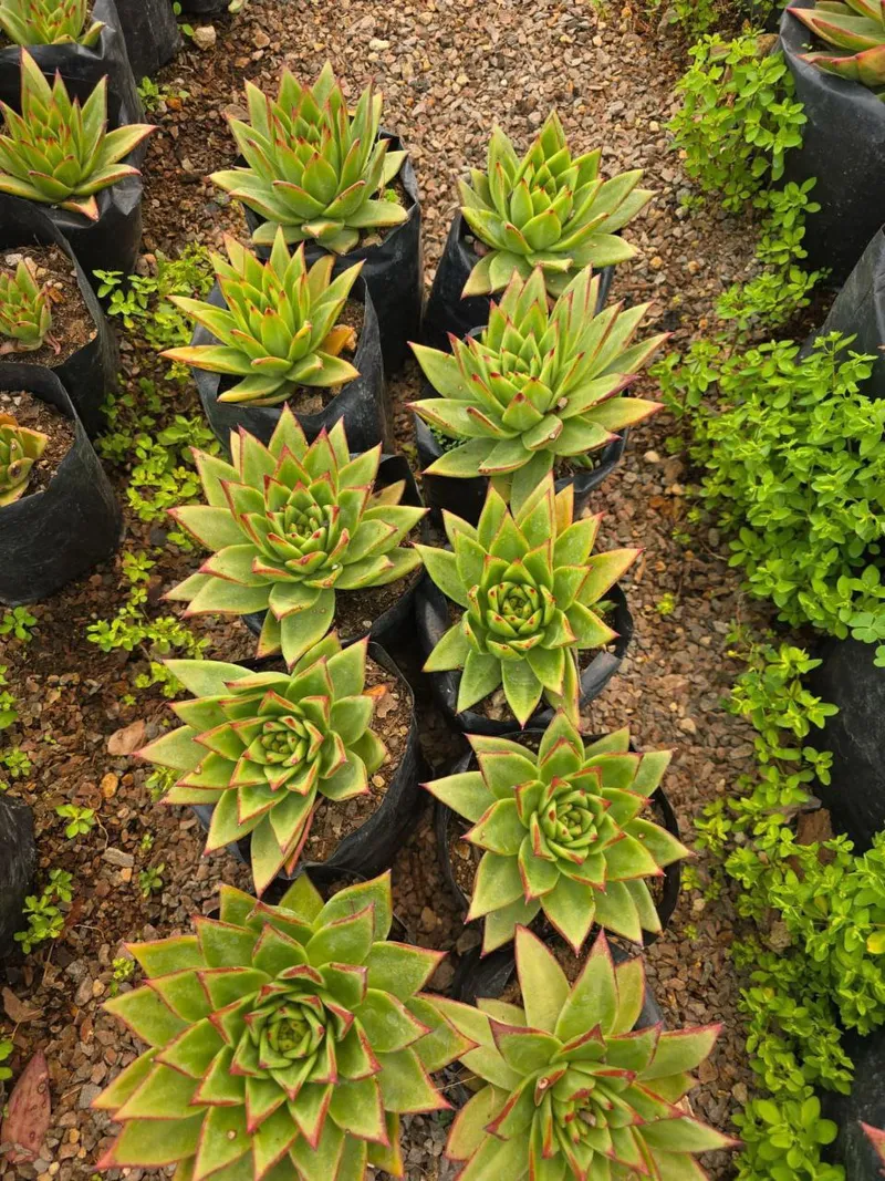 Suculenta Agavoide